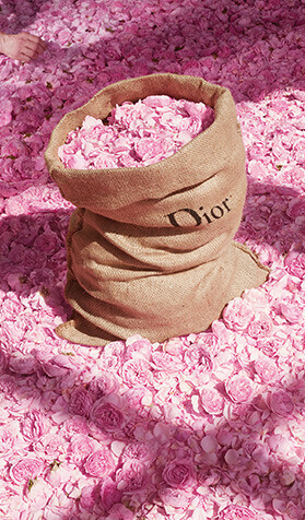 Flores de Grasse