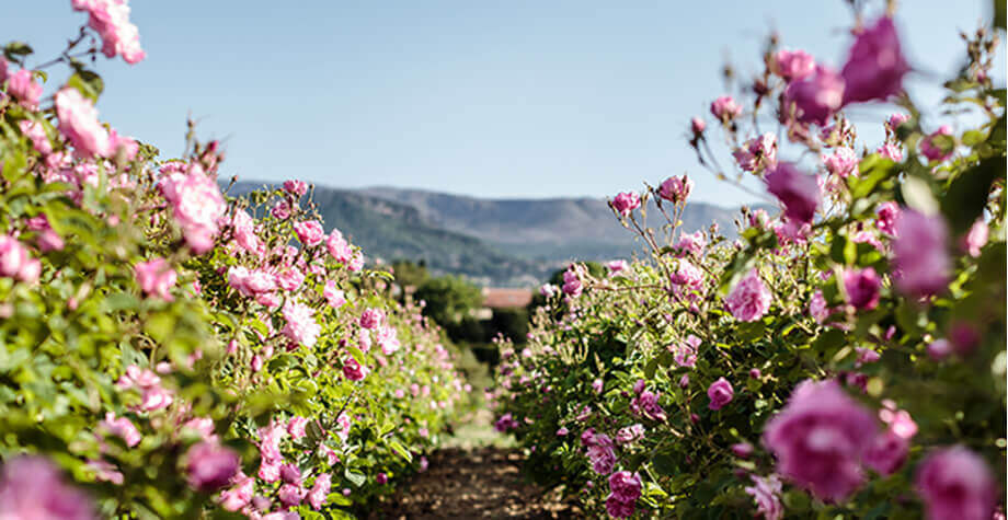 Flores de Grasse
