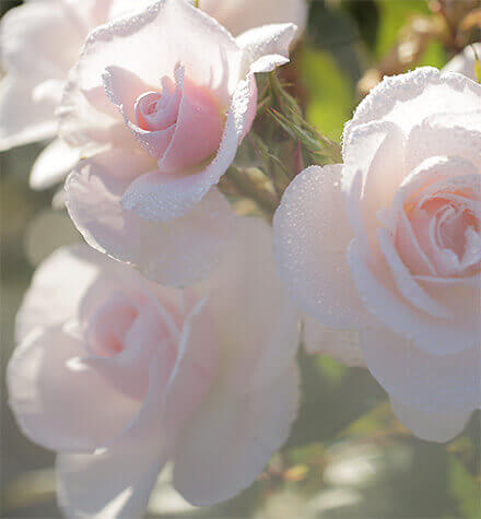 Flores